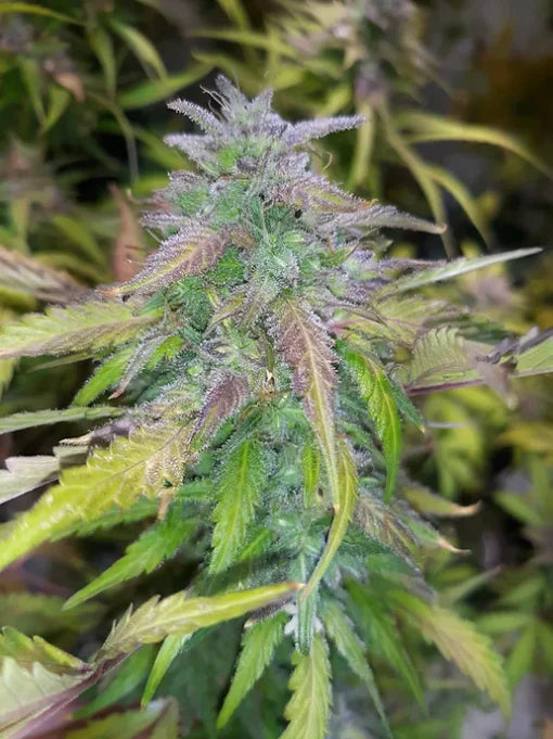TwistedTree | Orange Bubblegum | Auto Flower Cannabis Seeds Female