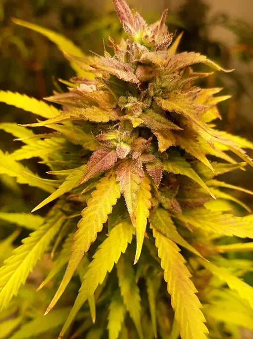 TwistedTree | Orange Bubblegum | Auto Flower Cannabis Seeds Female