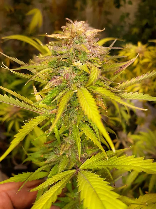 TwistedTree | Orange Bubblegum | Auto Flower Cannabis Seeds Female