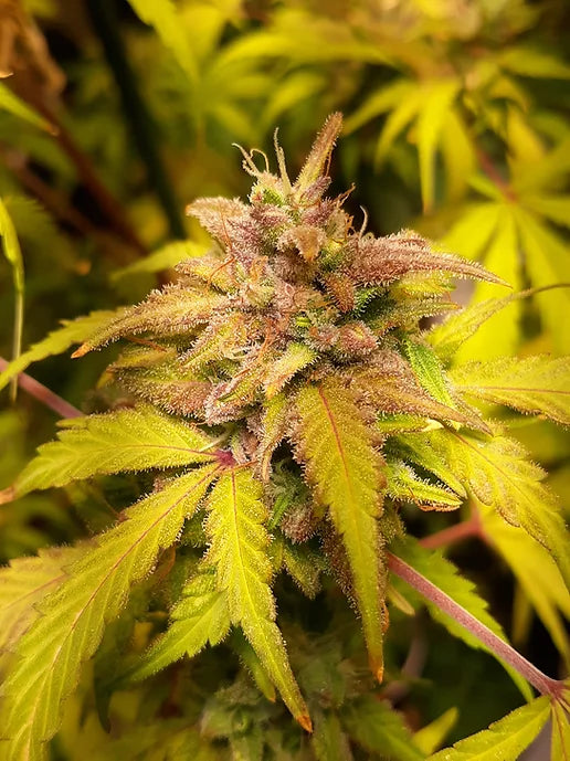 TwistedTree | Orange Bubblegum | Auto Flower Cannabis Seeds Female