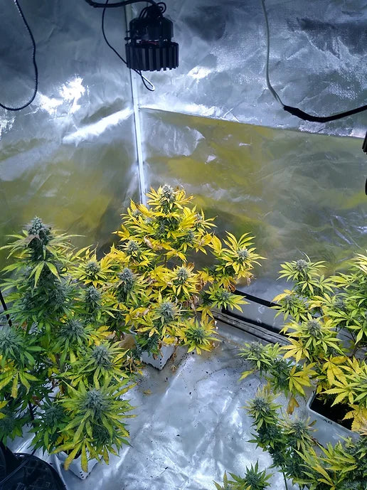 TwistedTree | Orange Bubblegum | Auto Flower Cannabis Seeds Female
