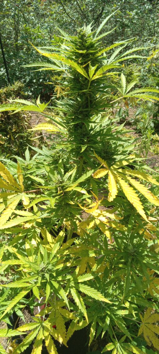 TwistedTree | Orange Bubblegum | Auto Flower Cannabis Seeds Female