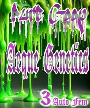 Aeque Genetics | Pure Goop |Autoflowering Cannabis Seeds Female