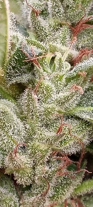 TwistedTree | Pure Michigan | Auto Flower Cannabis Seeds Female