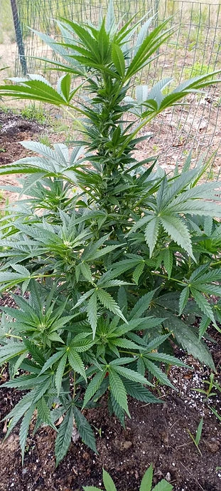 TwistedTree | Pure Michigan | Auto Flower Cannabis Seeds Female