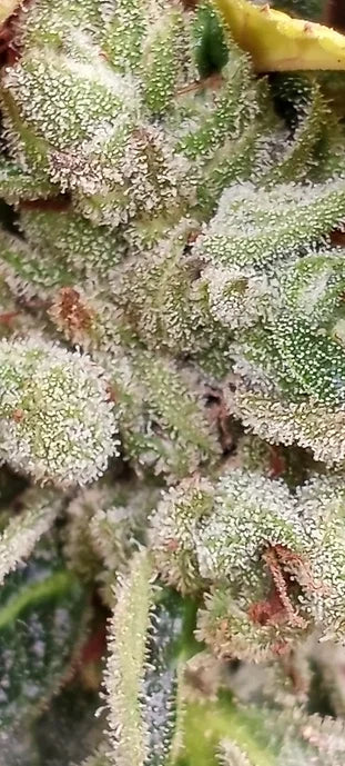 TwistedTree | Pure Michigan | Auto Flower Cannabis Seeds Female