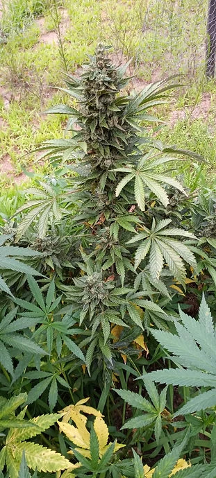 TwistedTree | Pure Michigan | Auto Flower Cannabis Seeds Female