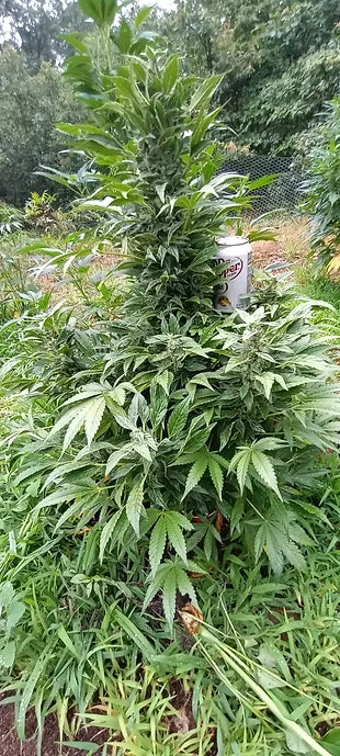 TwistedTree | Pure Michigan | Auto Flower Cannabis Seeds Female