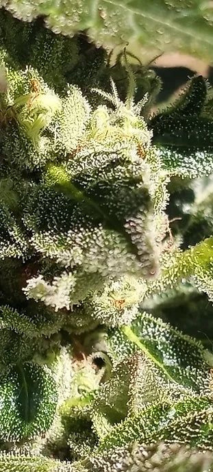 TwistedTree | Pure Michigan | Auto Flower Cannabis Seeds Female