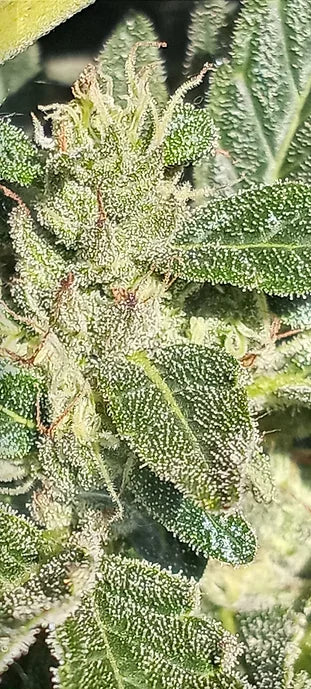 TwistedTree | Pure Michigan | Auto Flower Cannabis Seeds Female