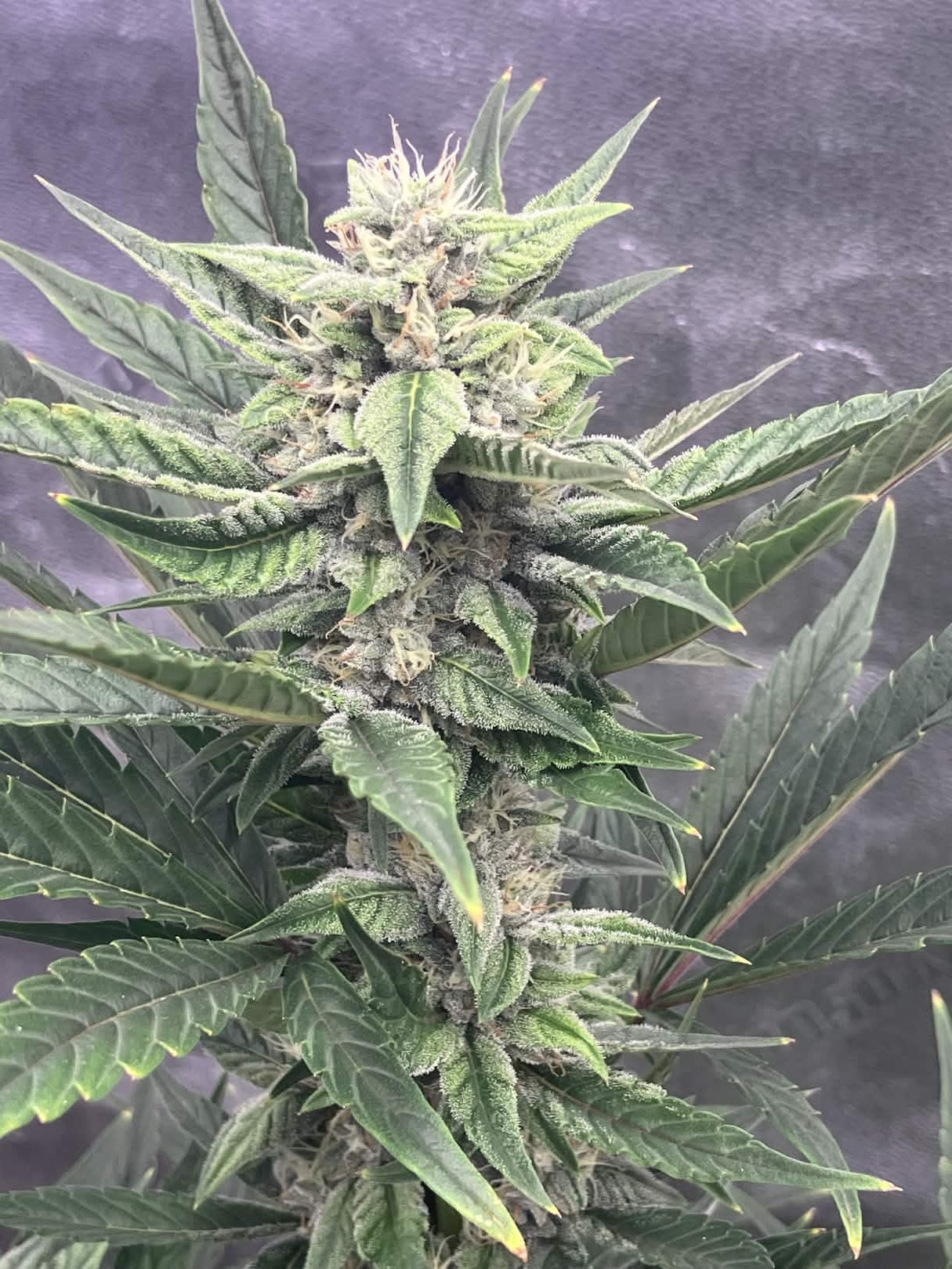 Axiom Seeds | Quantum Smash F2 | Auto Flower Cannabis Seeds Female