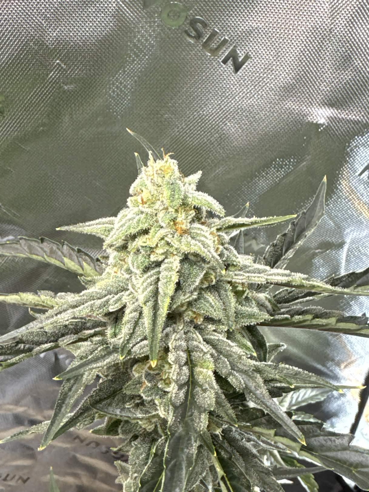 Axiom Seeds | Quantum Smash F2 | Auto Flower Cannabis Seeds Female