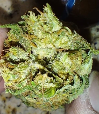 Stupid Dog | Rainbow Chip x Gator Breath | Photoperiod Cannabis Seeds Female