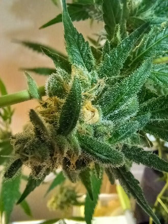 Stupid Dog | Rainbow Chip x Gator Breath | Photoperiod Cannabis Seeds Female