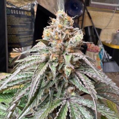 Gnome Automatics | Roof Boltz | Photo Period Cannabis Seeds Regular