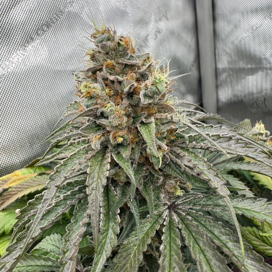 Gnome Automatics | Roof Boltz | Photo Period Cannabis Seeds Regular