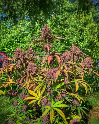 Gnome Automatics | Anvil F9 | Auto Flower Cannabis Seeds Female