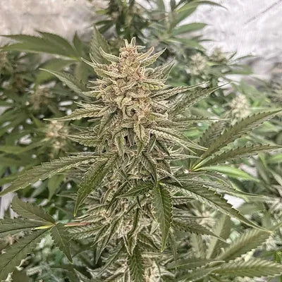 Gnome Automatics | Moth Man | Auto Flower Cannabis Seeds Female