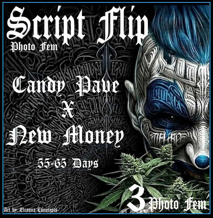 Aeque Genetics | Script Flip | Photoperiod Cannabis Seeds Female