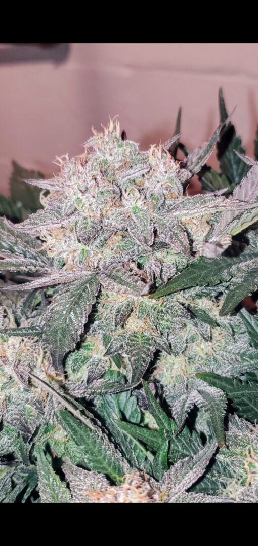 TwistedTree | Sugar Cube F4 | Auto Flower Cannabis Seeds Female