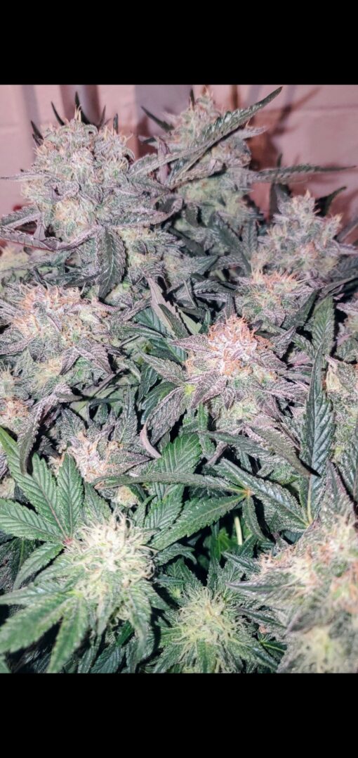 TwistedTree | Sugar Cube F4 | Auto Flower Cannabis Seeds Female