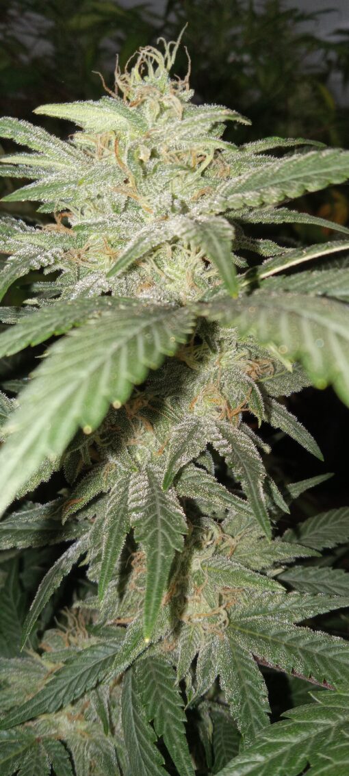 TwistedTree | Sugar Cube F4 | Auto Flower Cannabis Seeds Female