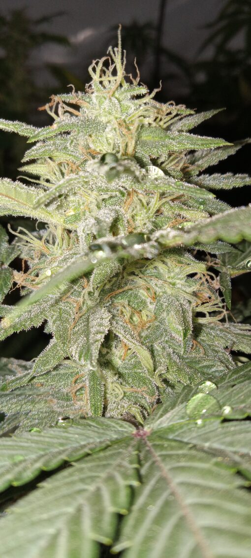TwistedTree | Sugar Cube F4 | Auto Flower Cannabis Seeds Female