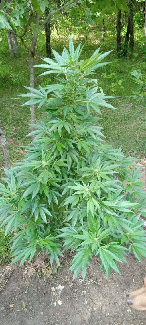 TwistedTree | Sugar Cube F4 | Auto Flower Cannabis Seeds Female