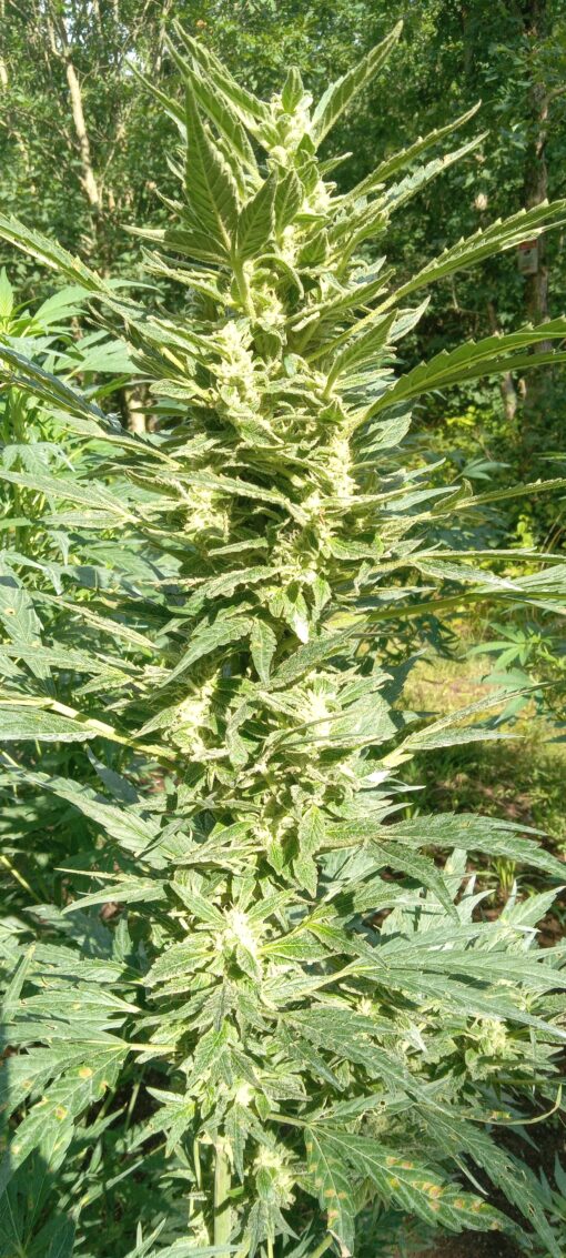 TwistedTree | Sugar Cube F4 | Auto Flower Cannabis Seeds Female