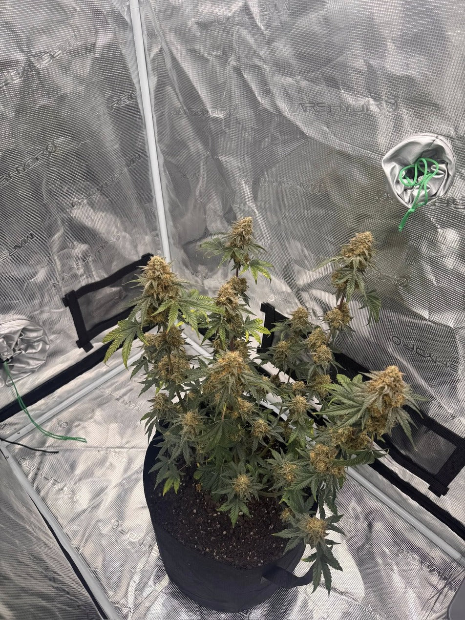 Axiom Seeds | Tangerine Tantrum | Auto Flower Cannabis Seeds Female