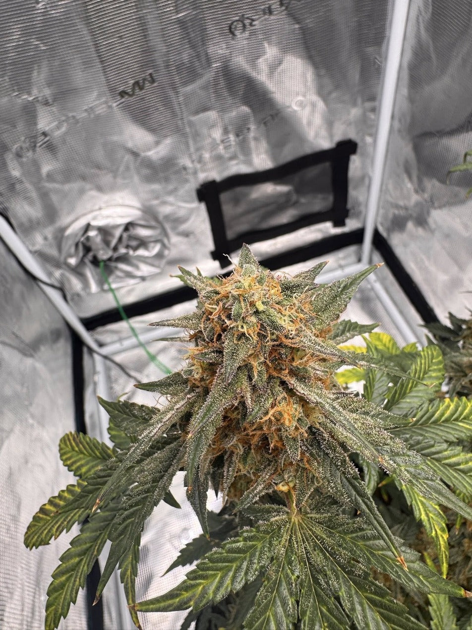 Axiom Seeds | Tangerine Tantrum | Auto Flower Cannabis Seeds Female