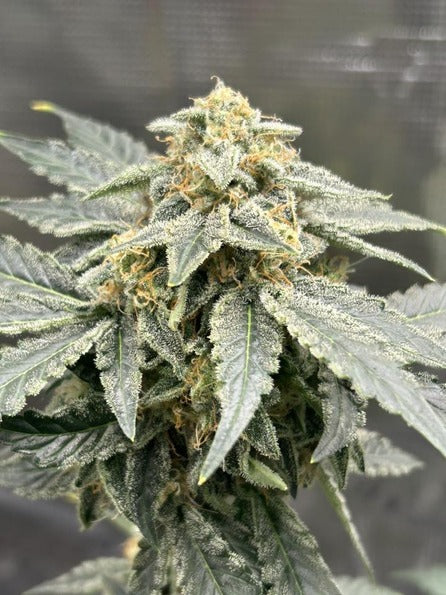Axiom Seeds | Tangerine Tantrum | Auto Flower Cannabis Seeds Female