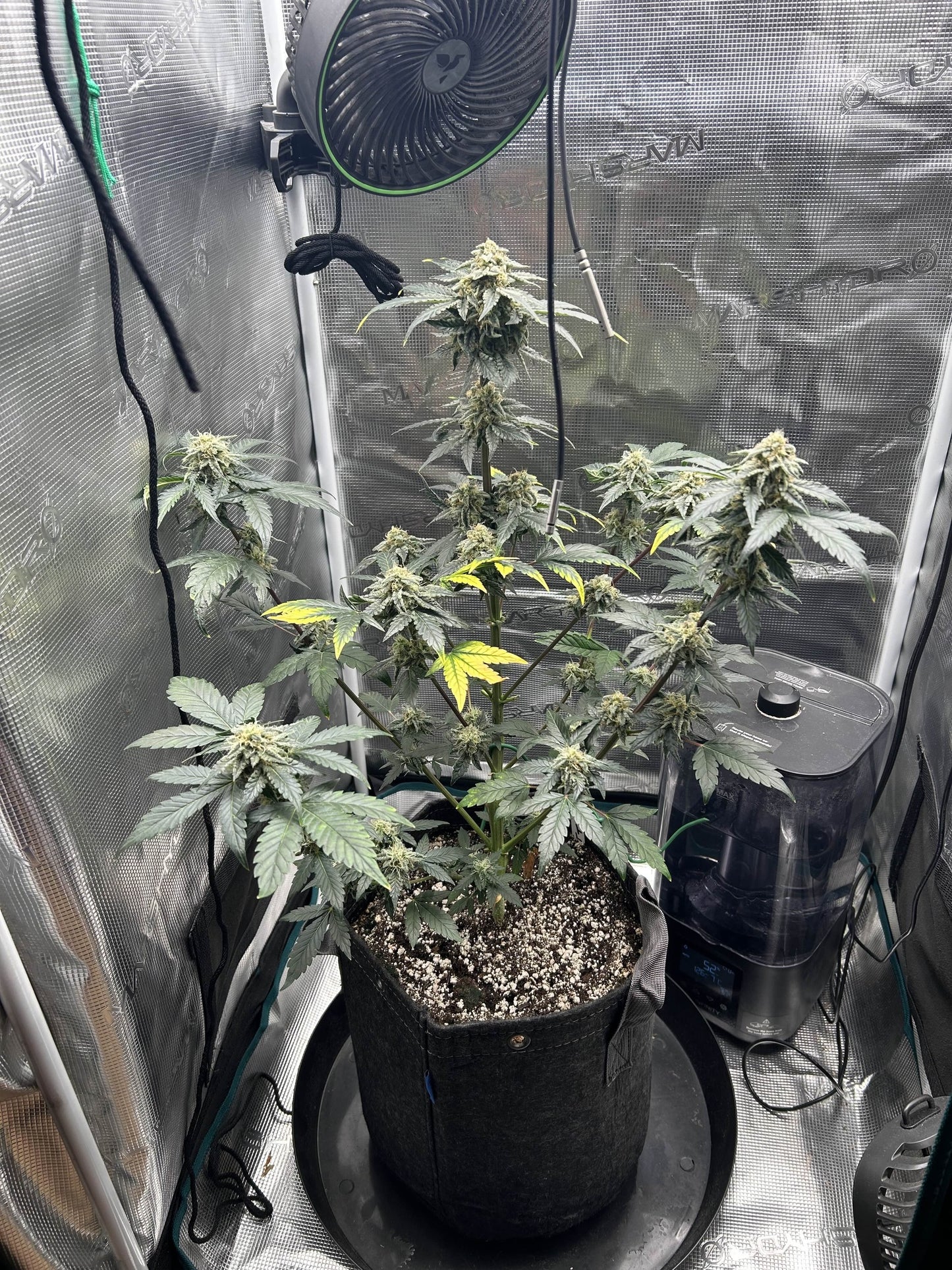 Axiom Seeds | Tangerine Tantrum | Auto Flower Cannabis Seeds Female