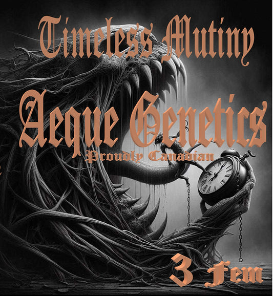 Aeque Genetics | Timeless Mutiny |Photoperiod Cannabis Seeds Female
