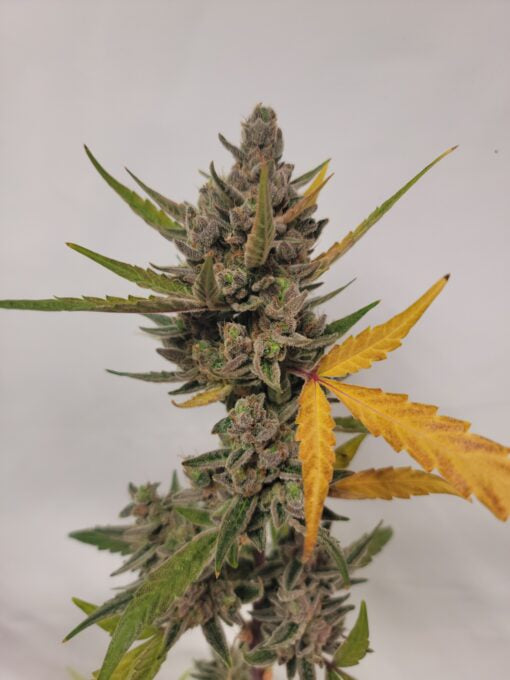 TwistedTree | Twisted Puppy F2 | Auto Flower Cannabis Seeds Female