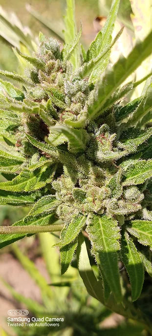 TwistedTree | Twisted Puppy F2 | Auto Flower Cannabis Seeds Female