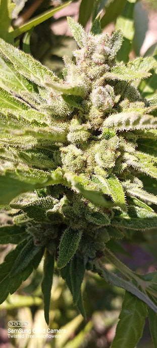 TwistedTree | Twisted Puppy F2 | Auto Flower Cannabis Seeds Female