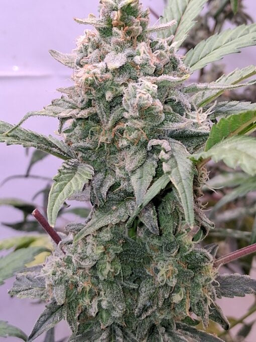 TwistedTree | Twisted Wedding F4 | Auto Flower Cannabis Seeds Female