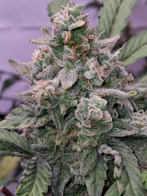 TwistedTree | Twisted Wedding F4 | Auto Flower Cannabis Seeds Female