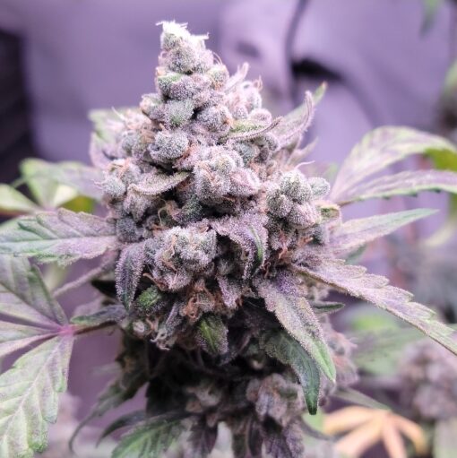 TwistedTree | Twisted Wedding F4 | Auto Flower Cannabis Seeds Female