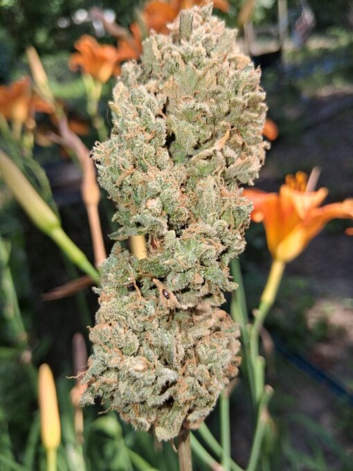 TwistedTree | Twisted Wedding F4 | Auto Flower Cannabis Seeds Female