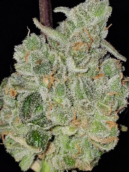 TwistedTree | Twisted Wedding F4 | Auto Flower Cannabis Seeds Female