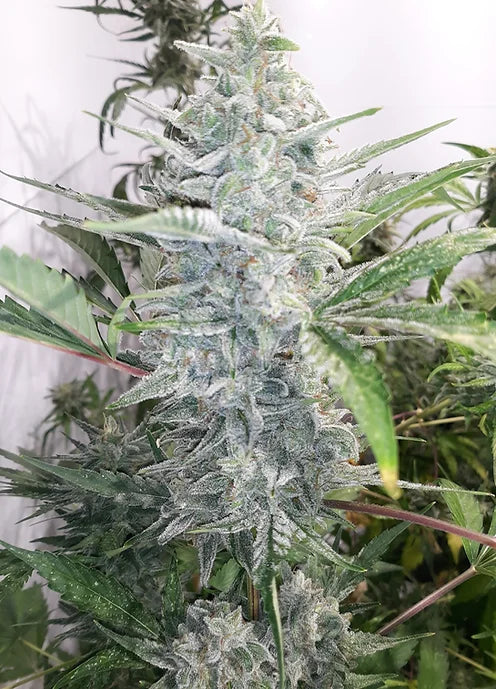 TwistedTree | Twisted Cookies F5 | Auto Flower Cannabis Seeds Female