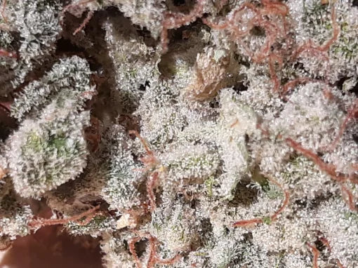 TwistedTree | Twisted Cookies F5 | Auto Flower Cannabis Seeds Female
