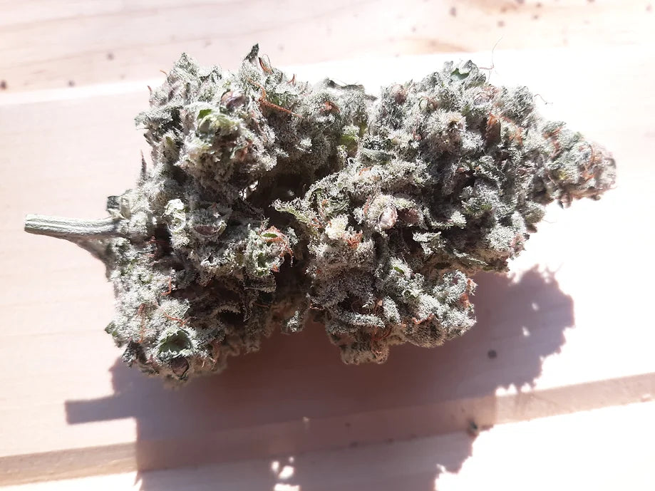 TwistedTree | Twisted Cookies F5 | Auto Flower Cannabis Seeds Female