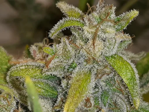 TwistedTree | Twisted Cookies F5 | Auto Flower Cannabis Seeds Female