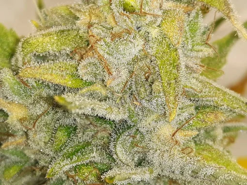 TwistedTree | Twisted Cookies F5 | Auto Flower Cannabis Seeds Female