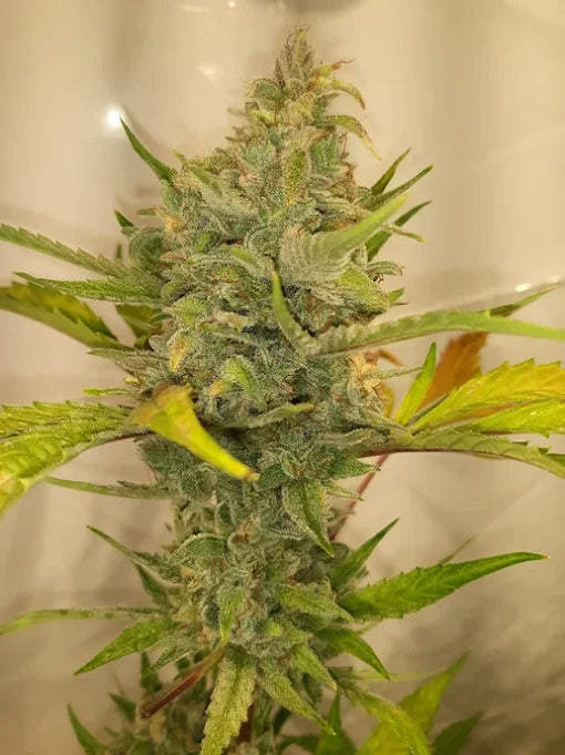 TwistedTree | Twisted Cookies F5 | Auto Flower Cannabis Seeds Female