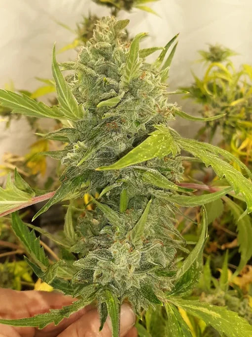 TwistedTree | Twisted Cookies F5 | Auto Flower Cannabis Seeds Female