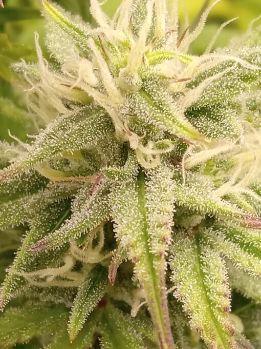 TwistedTree | Twisted Gorilla F4 | Auto Flower Cannabis Seeds Female